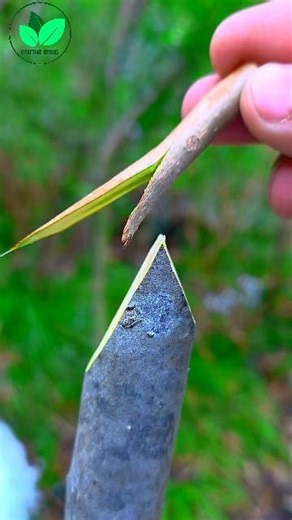 Successful grafting techniques | Grafting plants | Persimmon tree grafting #grafting #bonsai #shorts