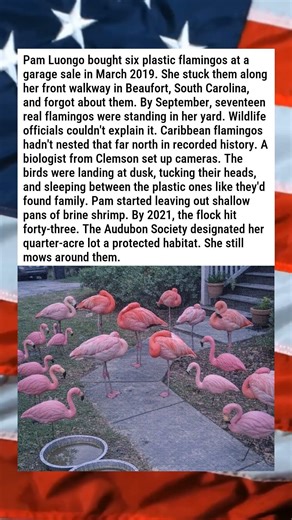UNIQUE FLOCK OF FLAMINGOS TRACED TO ONE WOMAN'S LAWN ORNAMENTS 🦩🏡😂