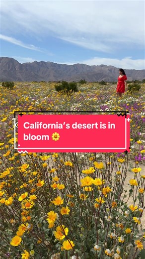 Spring has officially sprung in Anza-Borrego Desert State Park! 🌼 The conditions need to be just right to see wildflowers this time of year. Have you seen these blooms before? 🌸 Please be sure to stay on designated trails when admiring this gorgeous phenomenon. 📷 @Jeanine | adventure travel #VisitCalifornia #Desert #Wildflowers #AnzaBorrego #Spring