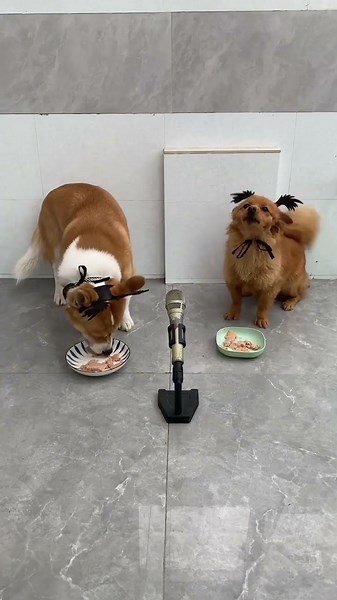 Two Puppies Sing Together With Great Tacit Understanding!#funny #comedy #memes #cute #dog #shorts