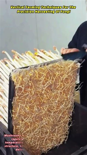 Vertical Farming Techniques For The Precision Harvesting Of Fungi