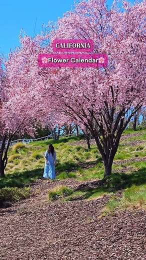 Save this reel to see the California Flower Season🌸🌼 Spring is the most beautiful and colorful season. California has every month of colorful blooms from early spring to late summer. 💮Calla Lilies 📍Calla Lilly Valley, Garrapata State Park, Caramel by the Sea 🌼Wild Mustard 📍lacopi Farms, Half Moon Bay, 📍Soda Lake, Carrizo Plain National Monument 🌸Almond Blossoms 📍Rodin Farms, Modesto 📍Tracy 📍Fresno 🌸Cherry Blossoms 📍Rancho community Park San Ramon 📍Japanese Tea Garden San Francisco 