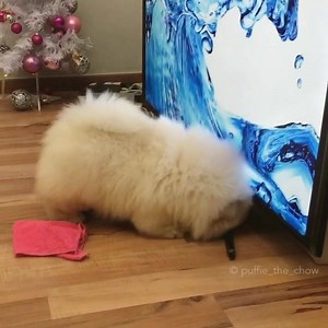 21K views · 2.1K reactions | We just realised Puffie love water bubbles sound so muchhh! This video show when he was looking for the water bubbles  Baby it's not behind the TV 臘‍♀️ *Btw, ignore the x'mas tree behind. Mama lazy to keep it since last year x'mas so just left there as decoration藍* IG : https://www.instagram.com/puffie_the_chow/ FB : https://m.facebook.com/puffiethechowbaby | Puffie The Chow | Facebook