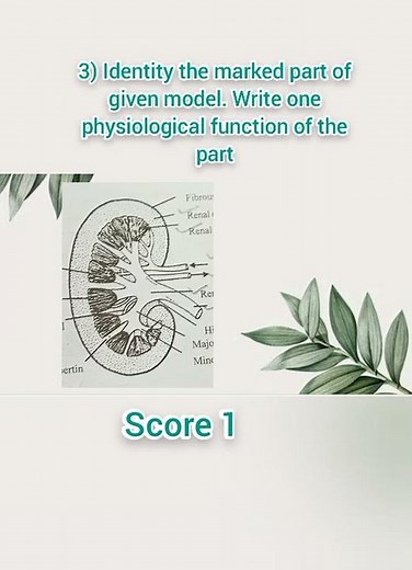 Zoology Plus Two Practical || Exam Questions Model 🔥||