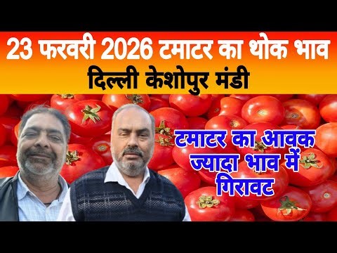 23 Feb 2026 Delhi 🍅 टमाटर होलसेल भाव | Keshopur Mandi | Today Tomato Rate #tamatar #tamatarmandi
