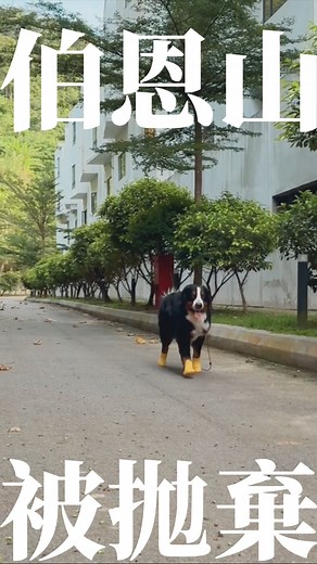 Meta 咩达| Bernese Mountain Dog | 當狗狗比主人懂事100倍 Furkid owner is open for adoption. Reason of being abandoned: not demure, not mindful . . . #dailydog #dogoftheday #bernese... | Instagram