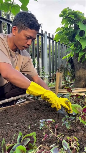 Menanam bayam biar kuat seperti popeye 😁🤭 #bertanam #menanam #bayam