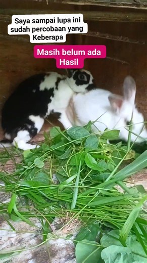 Beternak kelinci itu mudah muda susah juga 😅 #PeternakKelinci #BisnisKelinci #TernakKelinciSukses #KelinciPeternakan #UsahaKelinci | Muhammad Sopian