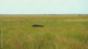 Handheld, medium wide shot of a wild boar running through a field of tall grass. Stock Video