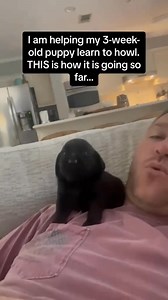 3.4K views · 117 reactions | Puppy barking #dog #dogsoftiktok #tiktok #funnydog #usa #funnyvideos | Loveanimals69 | Facebook