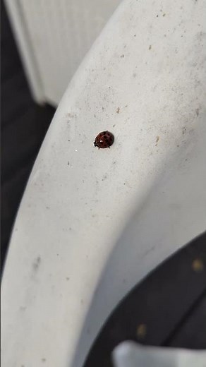Lady bug beetle vs Asian lady beetle