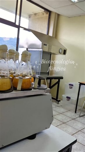 Biooartt on Instagram: "Una rama de la Biología y la Biotecnología: Biotecnología fúngica. 🍄 A través de ella se puede estudiar y aprovechar las propiedades de los hongos funcionales o nutracéuticos (conocidos como "hongos medicinales"), que en un próximo video te estaré contando más sobre ellos. 🧪 Se pueden obtener suplementos u otros productos complementarios con un gran valor nutricional que mejoran nuestra calidad de vida. 🇲🇽 En México, los estudios en esta área son escasos o enfocados e