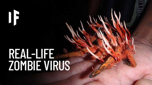 How dangerous would it be to be infected by the Cordyceps fungus?
