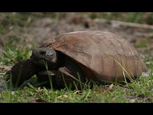 Gopher Tortoise - Florida