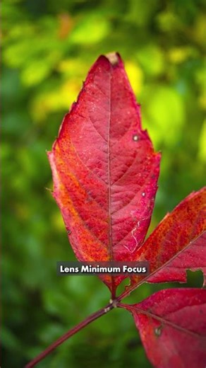 Macro Autumn Leaf Photos #photography #macrophotography
