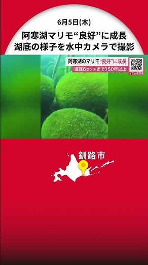 〈阿寒湖マリモ“良好”に成長〉キネタンペ湾の湖底でゆらゆらと転がる姿を水中カメラで撮影＿直径6センチになるまで150年以上とも〈北海道釧路市〉