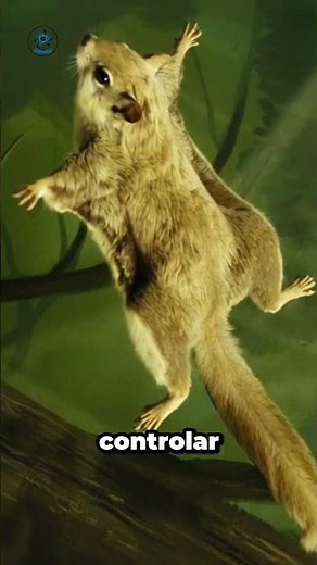 Cómo logra desplazarse la ardilla voladora.
