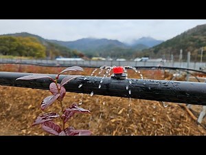 After planting 500 blueberry trees in an open field farm, we tested the irrigation system using O...