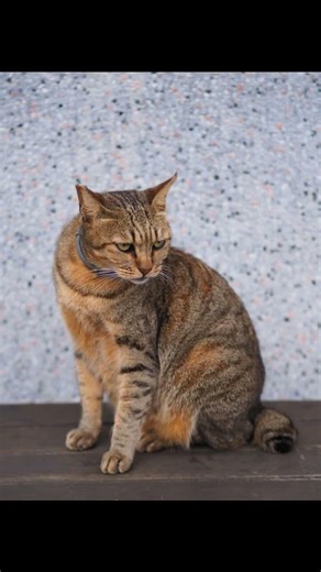 How Cats Predict Earthquakes: The Feline Senses That Save Lives!