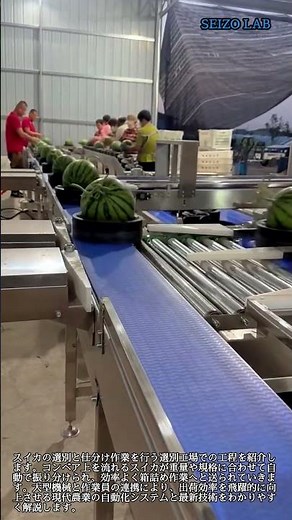 自動選別機によるスイカの仕分け作業工程 #worker #process #watermelon #sorting #machinery
