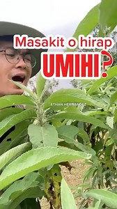 Sambong or lakad-bulan | Ethan Hernandez