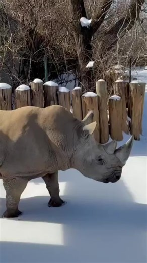 Our ✨️big guy✨️ Letterman enjoying the snow. 📹 Keeper Alexis Williamson #zoo #louisvillezoo #zoosoftiktok #rhino