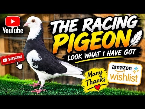 Birmingham Roller Pigeons