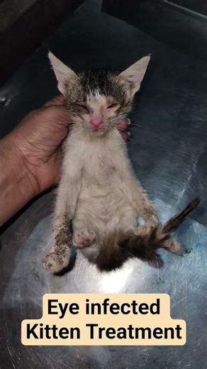 Eye Infected kitten Treatment