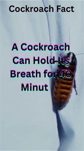 Cockroaches facts #shortsviral