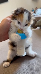 2.6M views · 46K reactions | Un petit extrait du chaton Lyla et son biberon  #chat #chaton #chatfou #cats #chattricolore | Mr.Lucky le chat | Facebook