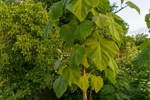This tree grows faster than bamboo and offers magnificent blooms in the garden - Netmums