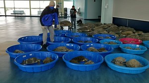 54K views · 1.2K reactions | Sea turtle rescue happening on South Padre Island. Rescued sea turtles taken to the SPI Convention Center. #sopadre #seaturtle #seaturtlerescue | Visit South Padre Island | Facebook