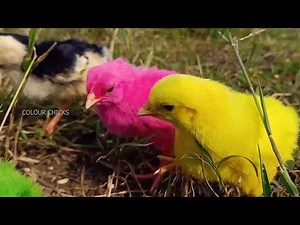COLOUR CHICKS part 2 | colour chicken babys | Hens Chicks playing game | Colour Chick Video | Hen