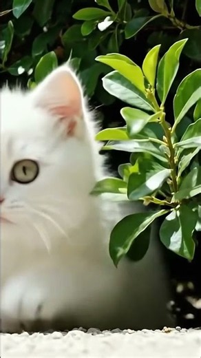 Kefir walks around the garden and plays! #kefirkitten #games #kittens