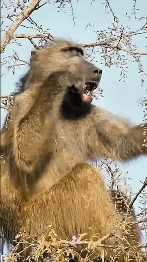 The end result of life is that food must be collected at any cost.