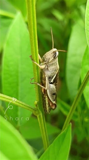 🦗 Grasshopper 🌱🍃 #nature #insects #grasshopper #naturephotography #greenlife #macroshot #wildlife