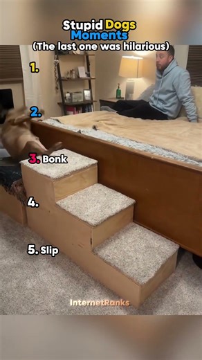 Dogs Making The Worst Decisions 😂 #algorithm #fypシ #dog