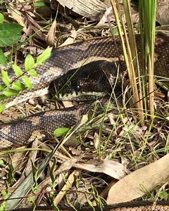 2.1K views · 110 reactions | Hanging out by the cattle laneway is this beautiful Carpet Python (Morelia spilota)—a large non-veminous snake that is well known throughout Australia and often found at Zaytuna Farm. #snake #carpetpython #cattlelaneway #cellgrazing #intergratedanimals #zaytunafarm | Discover Permaculture with Geoff Lawton | Facebook