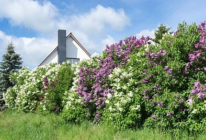 Comment planter une haie ? - Gamm vert