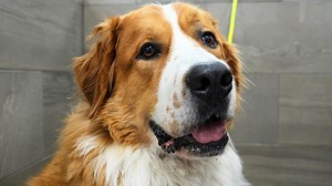 I Tried To Bathe A MASSIVE Scaredy Cat And This Happened... | Great Pyrenees & Bernese Mountain Dog | Girl With The Dogs