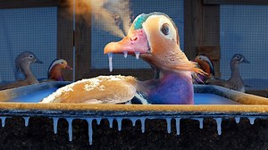 Will our Exotic Farm Animals Survive -30° Wind Chill? #farm #farmlife #nature | White House on the Hill