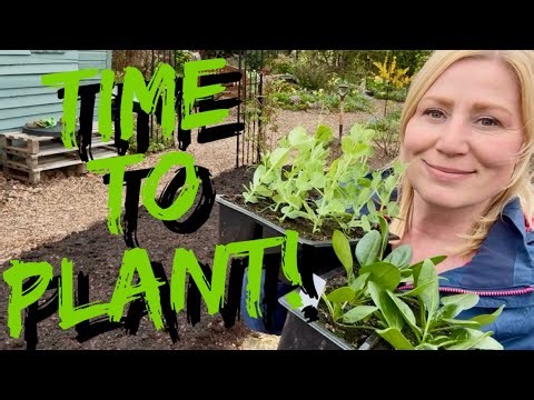 Big Allotment Planting Day. Seedlings, Pea Supports & Mulching