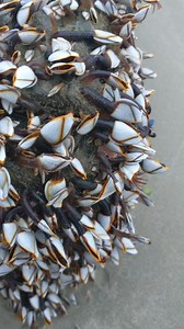 Live gooseneck barnacle washed ashore on a huge piece of wood this morning. Normally when I see these they are not alive and moving like this! (Or maybe I wasn't REALLY paying attention) 😮😅 Gooseneck barnacles or Leaf barnacles will stick themselves to almost anything—including each other. Barnacles create a tough, wrinkled brown connector stalk with an amazingly strong, fast-curing glue that is one of the most powerful natural glues known. | Padre Island Madre