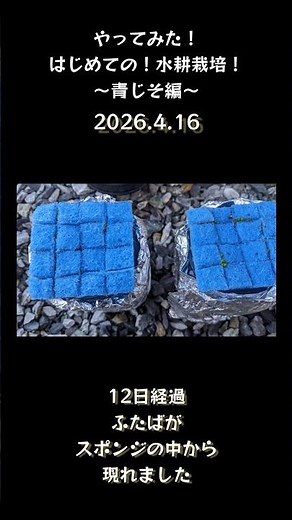 やってみた！はじめての水耕栽培！〜青しそ編〜発芽までの成長記録 #Shorts