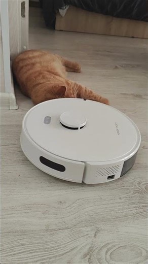 The cat doesn't care #robot #cat