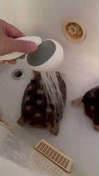 Turtle shower 🐢 | TurtleZen