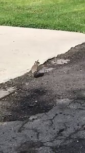 Help us think of a good caption for this footage of a killdeer performing its famous broken-wing act to distract predators away from its young. Video credit: Ritt Bowen | Utah Division of Wildlife Resources