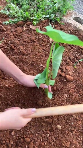 Tree Planting Time #agriculture #farming #shorts