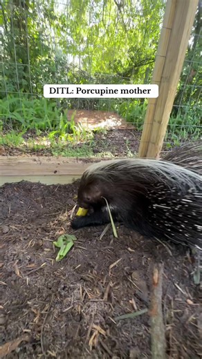 Understanding Porcupine Behavior: A Unique Perspective