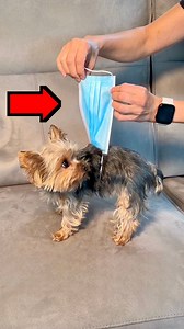 13M views · 16K reactions | DIY Doggie Diaper  Furbaby hack. This original video was produced by Wonder and Raw, Network Media, and The Tus House | Crafts Hacks and Laughs | Facebook